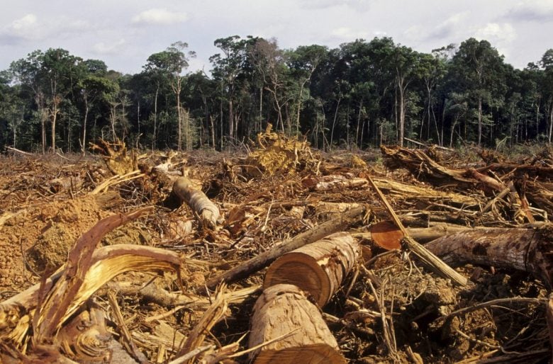 Más árboles, menos corrupción - Las2orillas