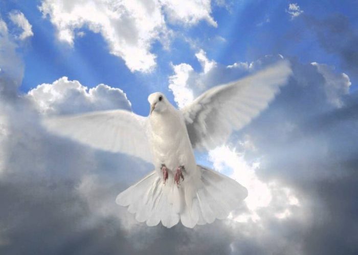 No hay paloma que traiga el olivo