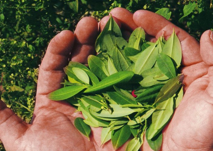 Los hijos de la coca en Llorente, Nariño