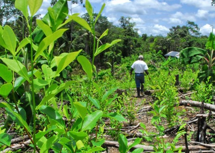 Cultivos ilícitos y la urgencia de erradicarlos