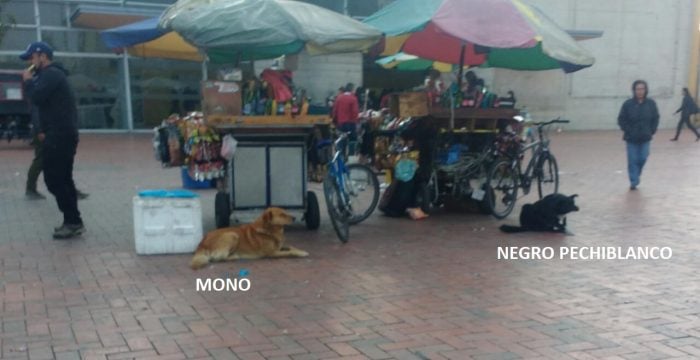 La vida de los perros callejeros del Portal de Suba - -- Las2orillas - La vida de los perros callejeros del Portal de Suba