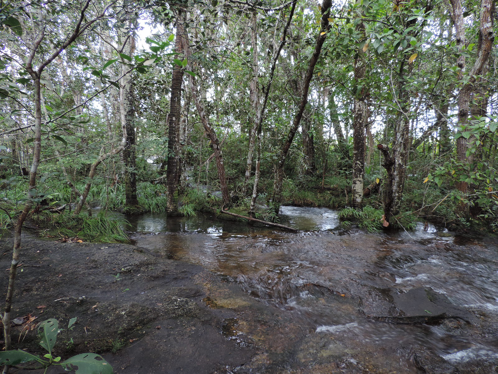 ONGs interponen acción popular y solicitan medidas cautelares contra el Estado, por negligencia en el AMEM
