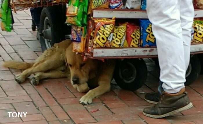 La vida de los perros callejeros del Portal de Suba - -- Las2orillas - La vida de los perros callejeros del Portal de Suba