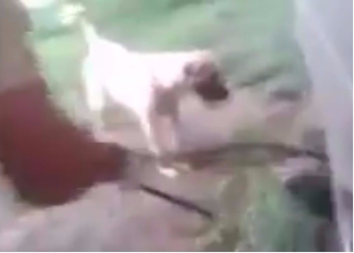 VIDEO: Soldados torturan a un gato con palos y perros