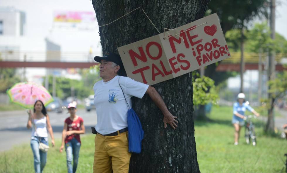 Al final, ¿cuáles eran las verdaderas razones para la tala de árboles en Cali?