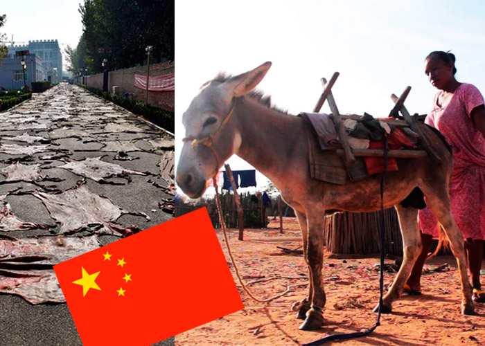 Llegaron los chinos por los burros costeños