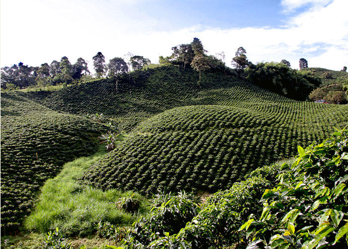 Quindío: ¿cambios para avanzar o para retroceder?
