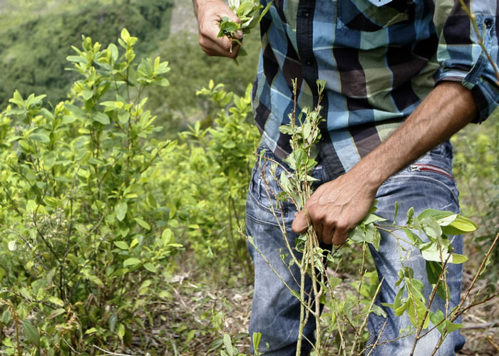 La lógica criminal del mercado de la coca
