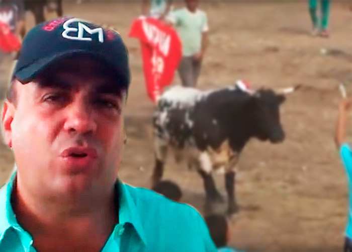 Cría de toros bravos para las corralejas, el otro negocio de Musa Besaile