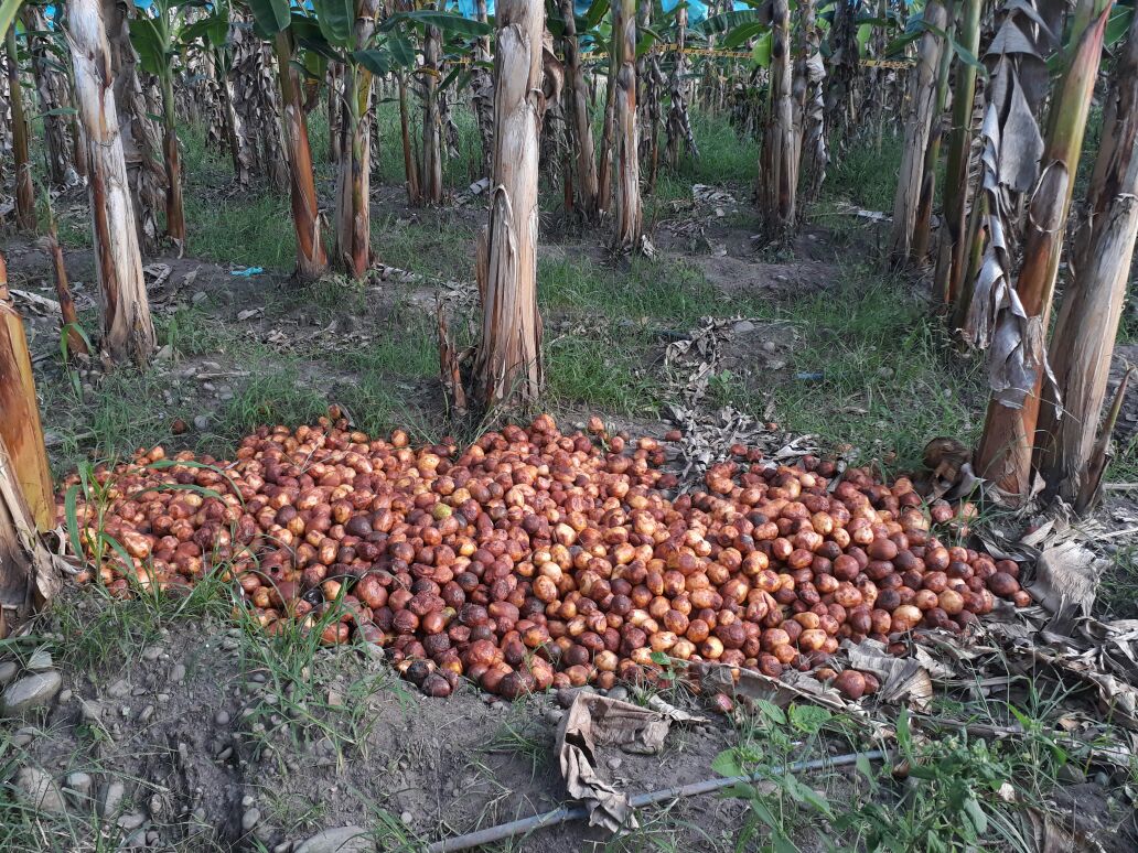 Falta de política agropecuaria está quebrando a los agricultores del Ariari, la despensa de Colombia