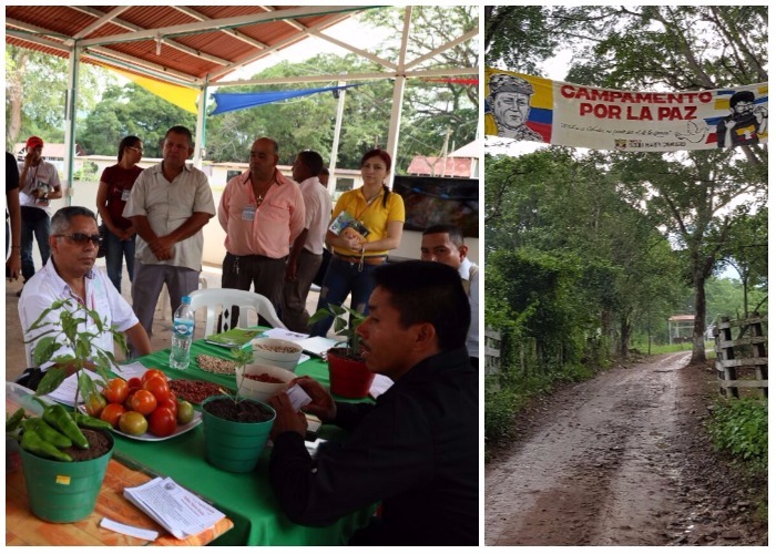 La rueda de negocios de las Farc que busca revivir parte de la Costa Caribe