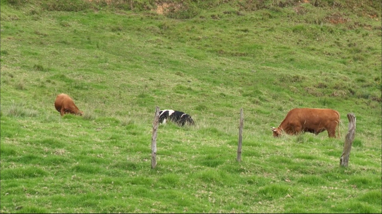Quieren prohibir la ganadería en un pueblo de Boyacá