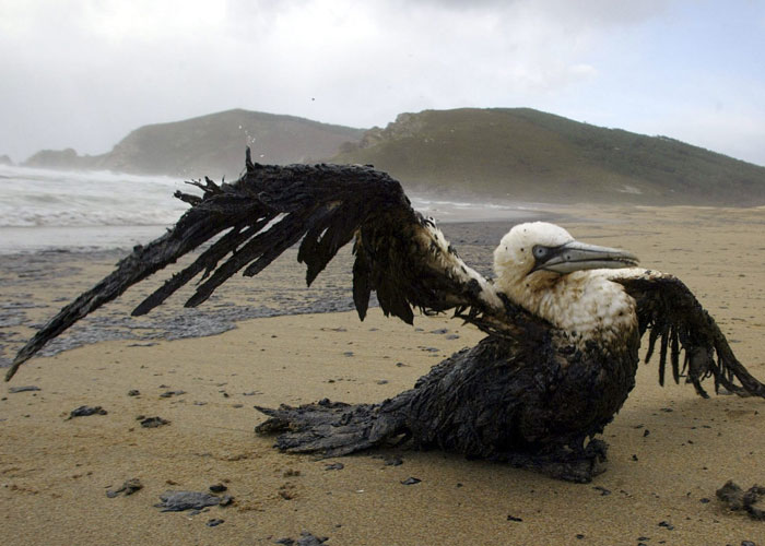 Por un socialismo ecológico y democrático para el siglo XXI