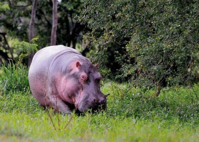 Lejos de África, un hipopótamo se pasea por Doradal (Antioquia)