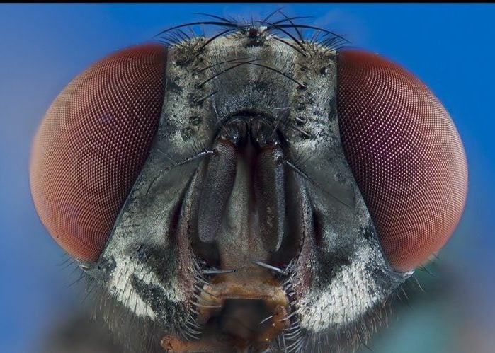 Las moscas: características y partes de su cuerpo