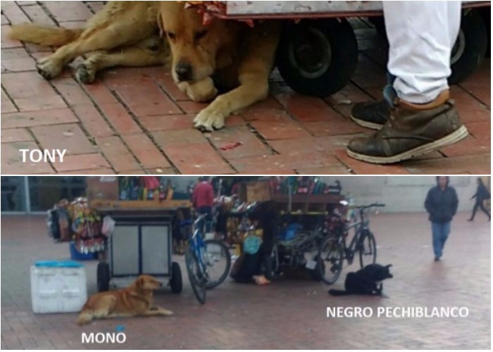 La vida de los perros callejeros del Portal de Suba
