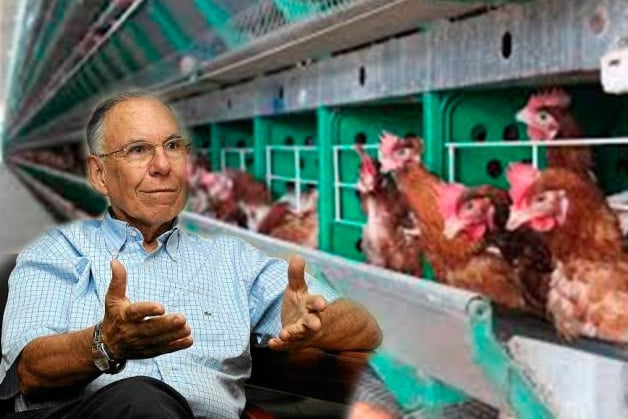 Uno de cada 4 pollos que se consumen en Colombia son santandereanos