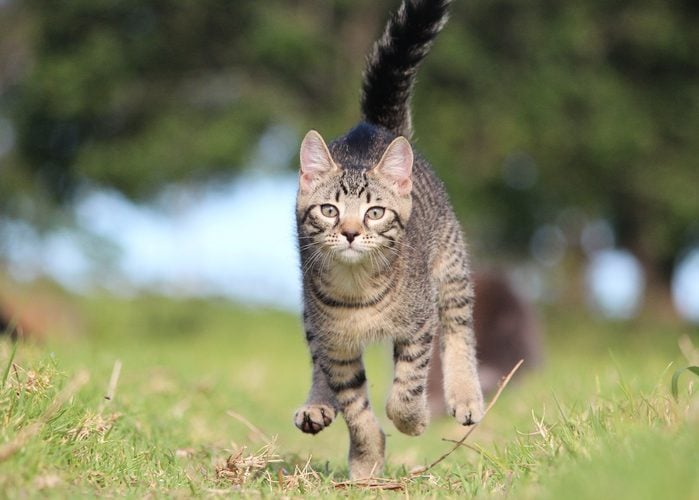 No se pueden repetir casos como el de Milagros, la gata a la que le acuchillaron la cara