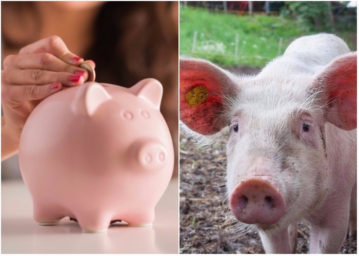 Todo marrano tiene su nochebuena