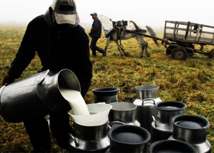 La investigación que acabaría con el desperdicio de leche en la Sabana de Bogotá