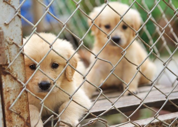 La tienda de mascotas, el principio del sufrimiento de muchos animales