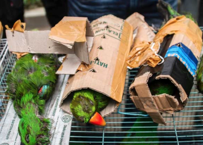 El tráfico ilegal de especies silvestres es una amenaza contra la biodiversidad