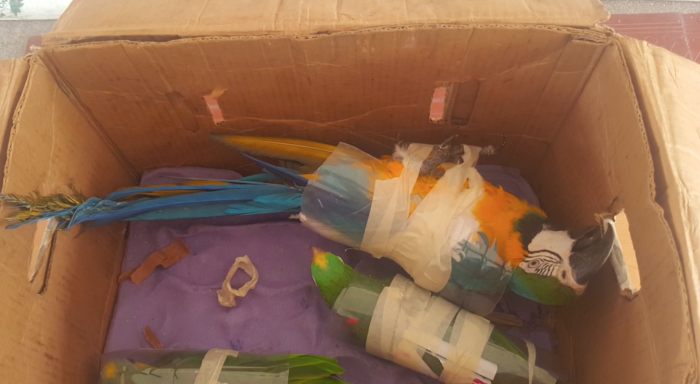  - El tráfico ilegal de especies silvestres es una amenaza contra la biodiversidad