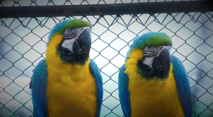  - El tráfico ilegal de especies silvestres es una amenaza contra la biodiversidad