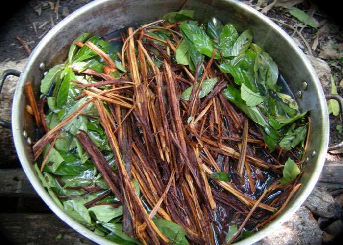 Maravillosa ayahuasca, bendito yagé
