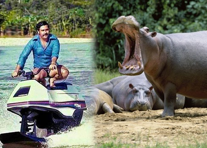 El terror que causan en el Magdalena Medio los 50 hipopótamos de Pablo Escobar