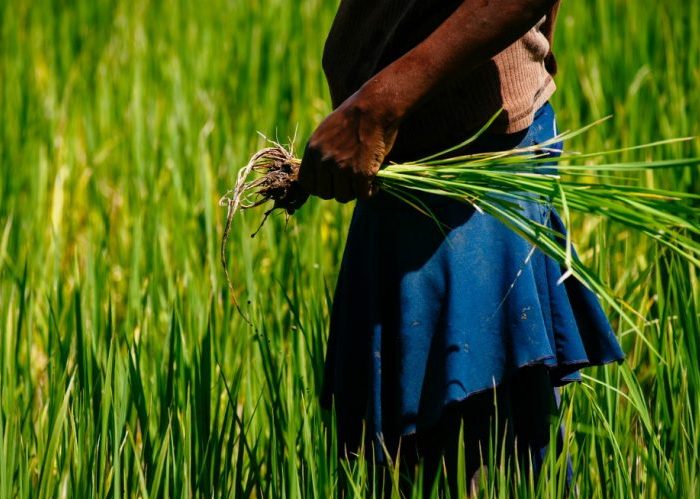 Los arroceros del caribe se rebelan contra el olvido de Fedearroz