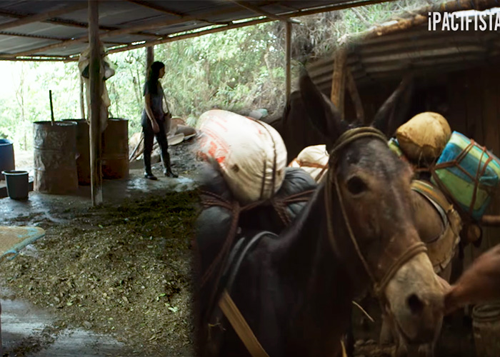 La Caldera del Diablo: cocaína del Cauca rumbo USA