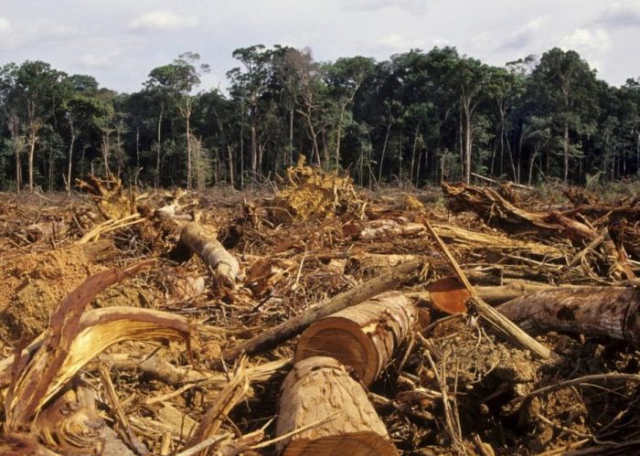 El encanto del Caquetá se desvanece ante la deforestación