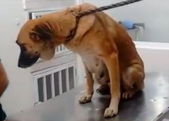 Más y más casos de maltrato animal