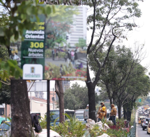  - Con más de 20.000 árboles sembrados, Medellín quiere contrarrestar la contaminación del aire