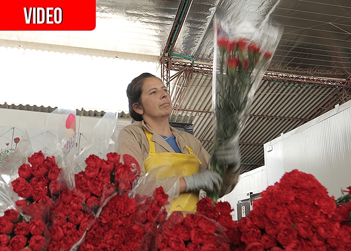 VIDEO: En San Valentín, 600 millones de flores colombianas conquistan Estados Unidos