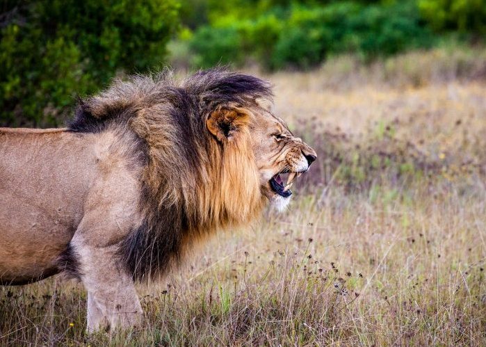 La fábula de los leones y los ciervos: una historia de mentiritas para niños de sexto grado