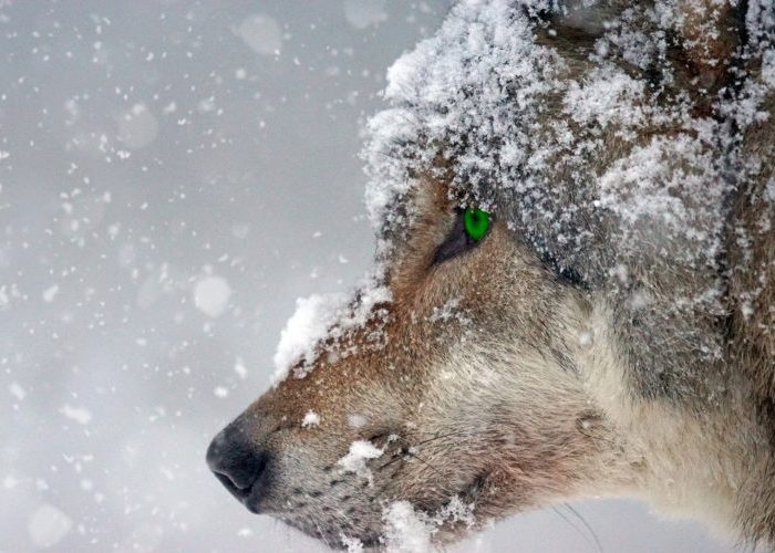 Oportunismo y elecciones