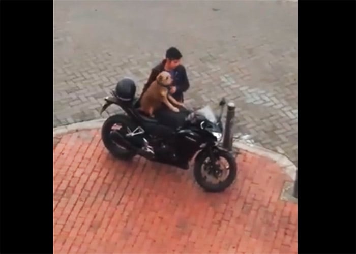 VIDEO: El perro motociclista en Bogotá que inundó las redes sociales