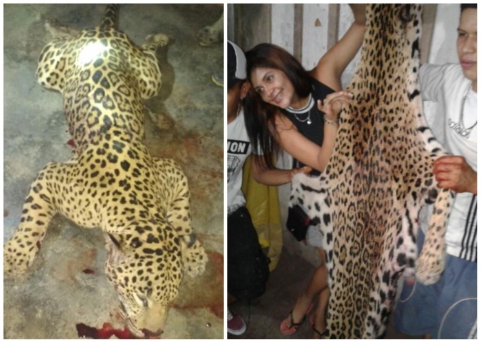 Tres paisas se ufanan de haber desollado un jaguar