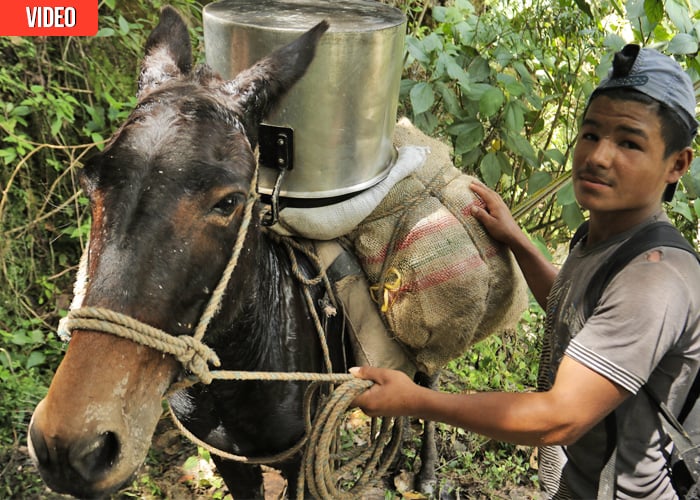 La vida a lomo de mula entre Bogotá y Meta