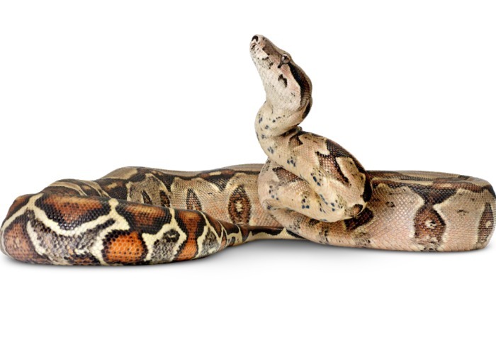 Entre Pepa y los políticos, me quedo con Pepa