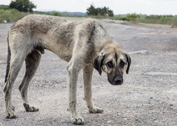 Qué pasa con el exterminio de animales en Pitalito