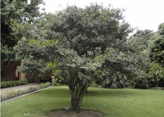 205 años del árbol de la libertad