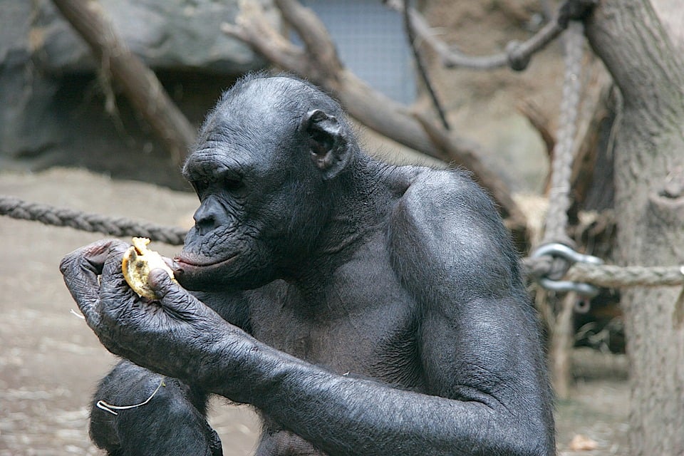 La guerra de los chimpancés que duró cuatro años