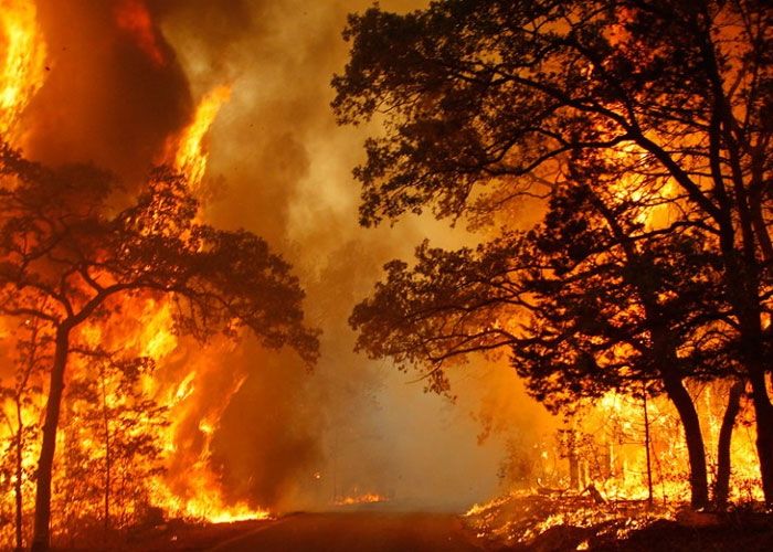 Los gritos del planeta que nunca escuchamos