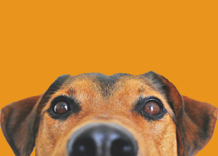 Naranja, el color de la prevención contra la crueldad animal en abril