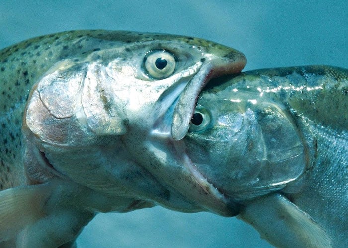 La pesadilla del depredador que quieren imponer las elites