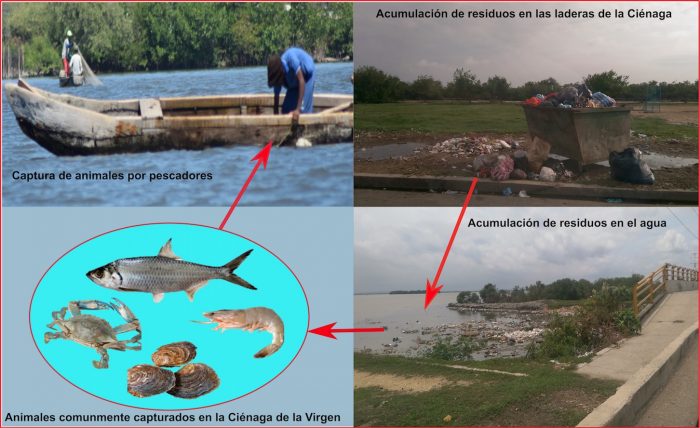 Figura 2. Acumulación de residuos y su impacto ecotoxicológico en la Ciénaga de la Virgen. Fuente: Juan C. Valdelamar.
