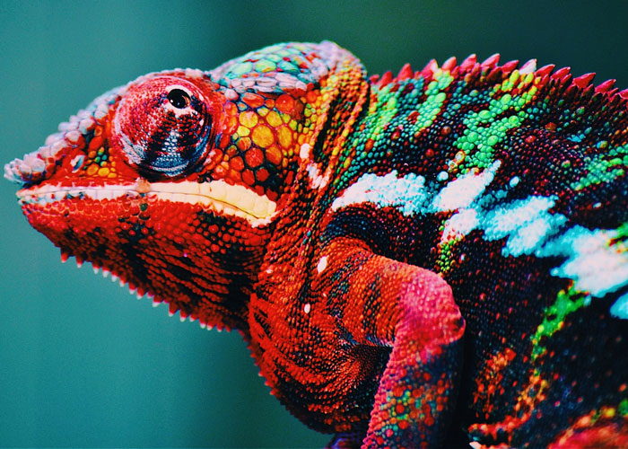 La selva electoral: el camaleón traidor